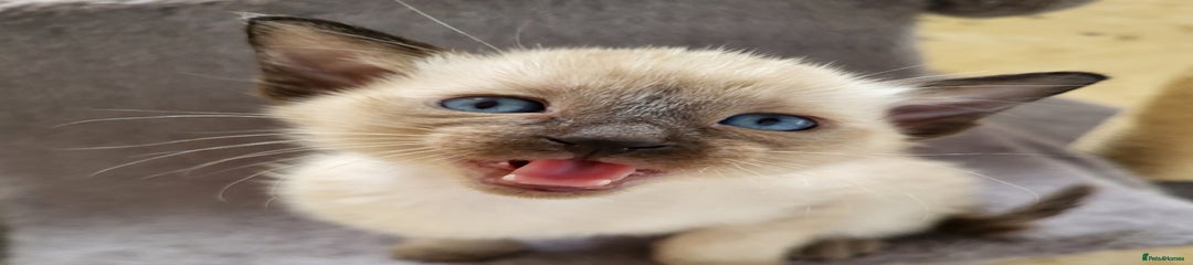 Siamese Kitten 5
