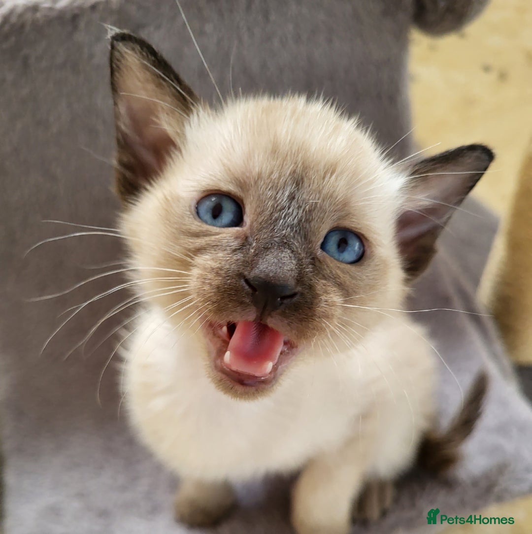 Siamese cats for sale: Old Style Siamese Kittens. Raised with love & care - Image 7