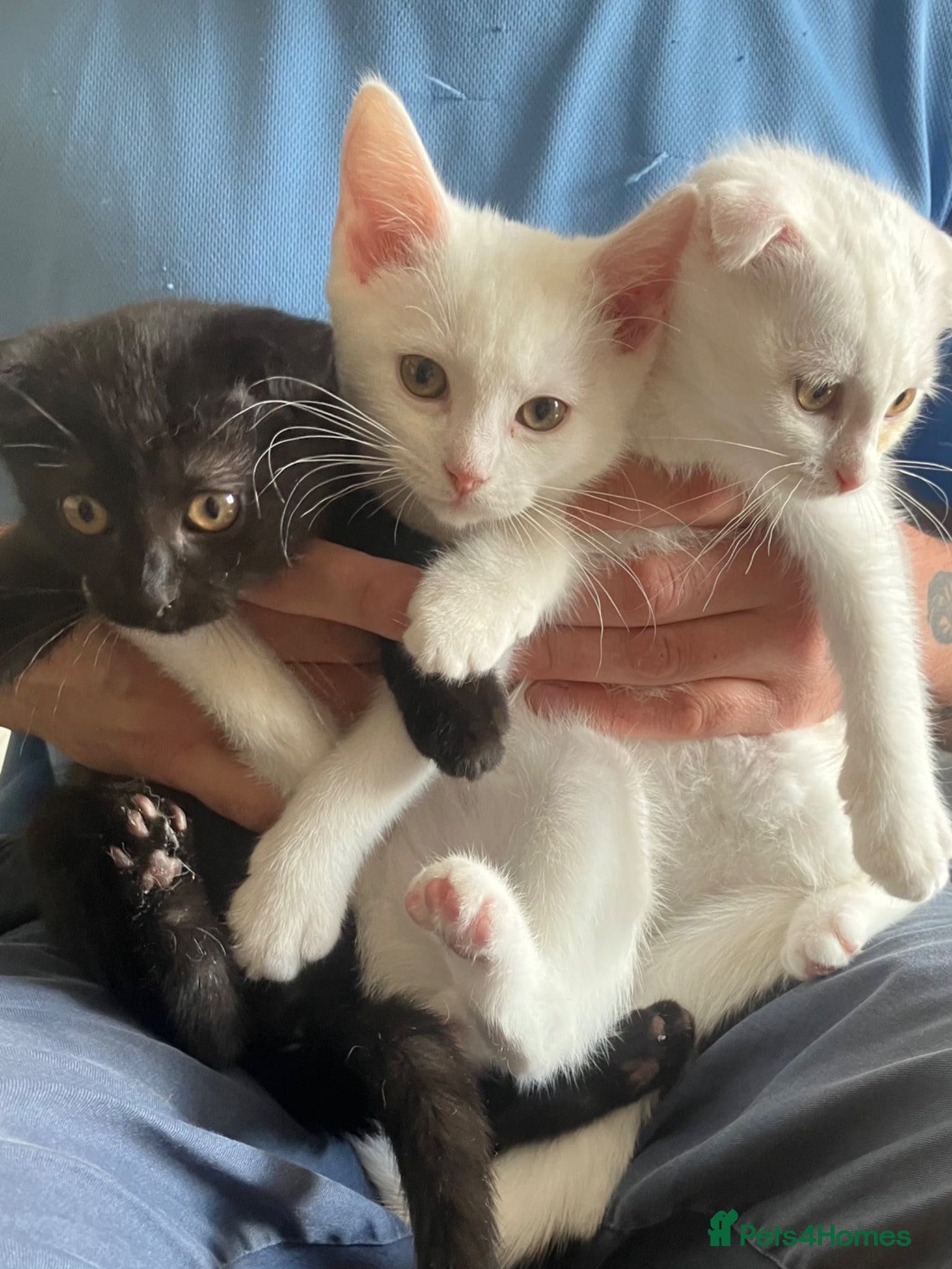 Scottish Fold cats Khao Manee & Scottish Fold 2 girls 1 boy left - Advert 2