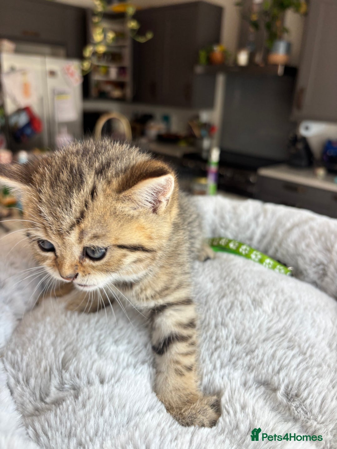 British Shorthair cats for sale: 💎Rare BSH Kittens💎Pedigree Champion Blood Line💎 - Image 30