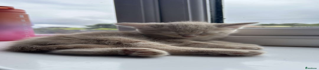 British Shorthair Kitten 2 