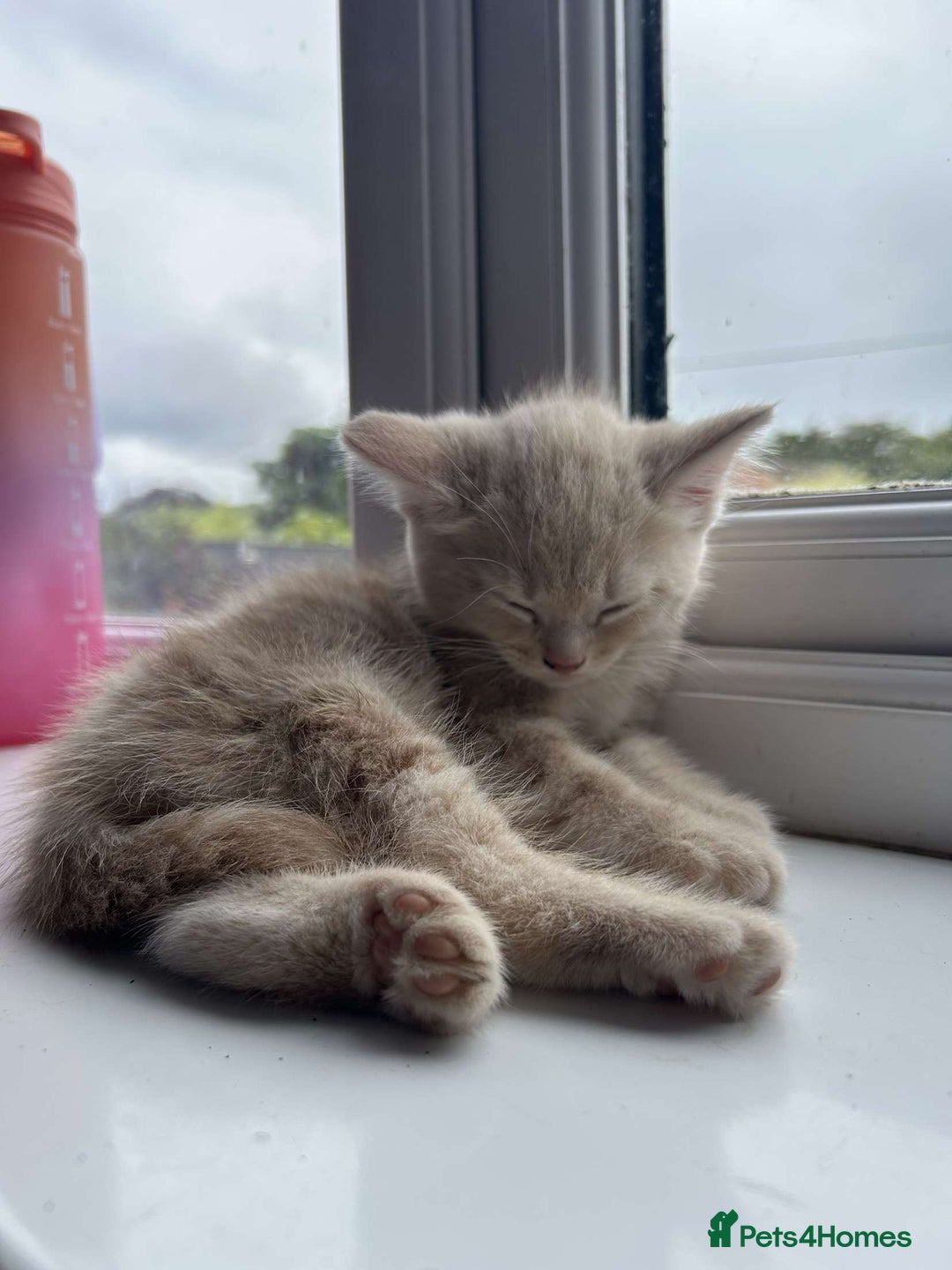 Mixed Breed cats for sale: 3 british shorthair kittens for sale  - Image 4