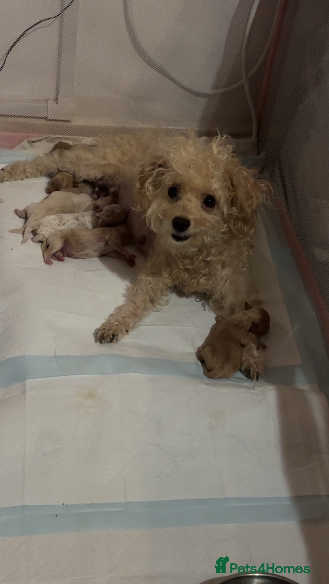 Maltipoo dogs 5 Maltipoo Puppies Looking For There Forever Homes - Advert 13