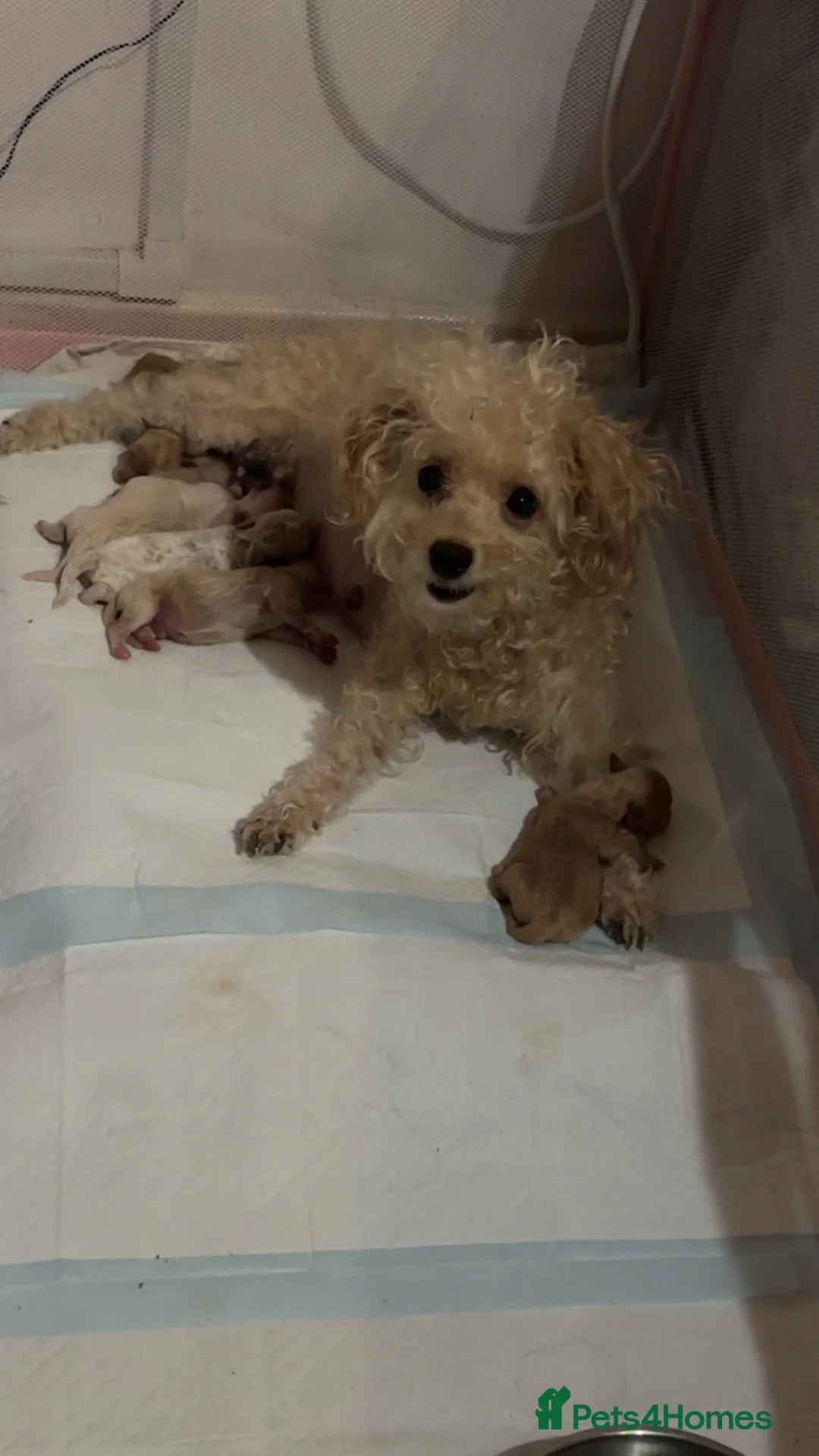 Maltipoo dogs for sale: 5 Maltipoo Puppies Looking For There Forever Homes - Advert 1