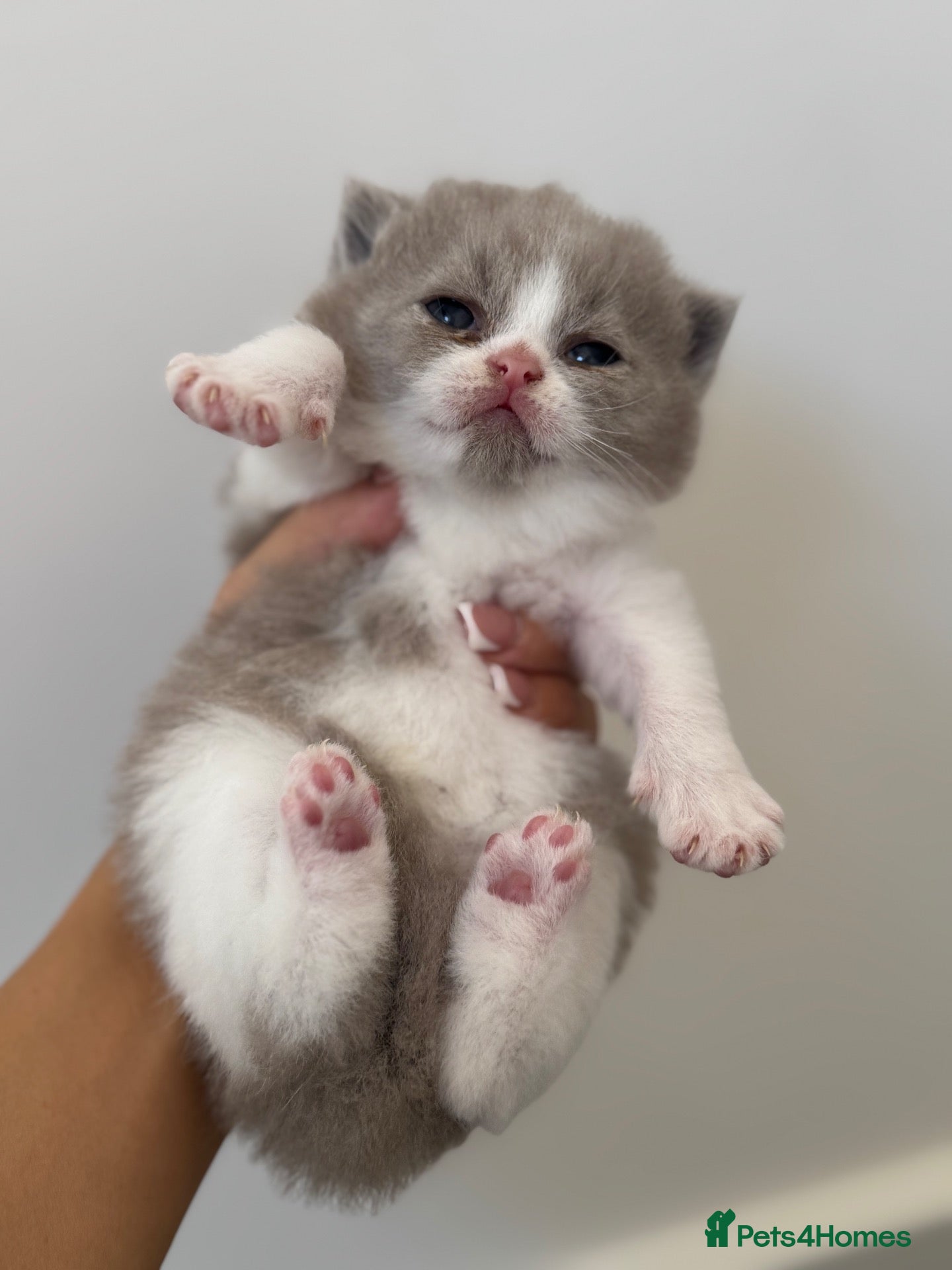 British Shorthair cats Lilac bi colours boys ready mid December ( TICA) - Advert 2