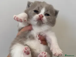 British Shorthair cats Lilac bi colours boys ready mid December ( TICA) - Advert 2