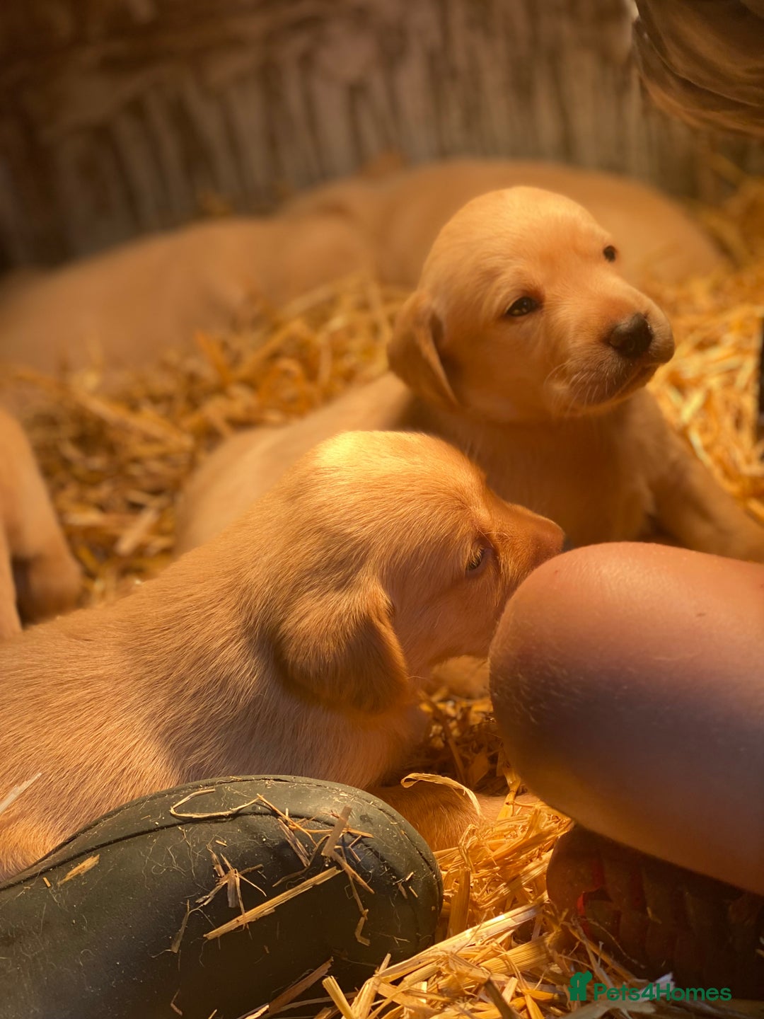 Labrador Retriever dogs for sale: Stunning ftch fox red puppies - Image 14