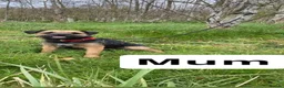 Border Terrier dogs for sale: ⭐️BORDER TERRIERS, KC REGISTERED  - Advert 28