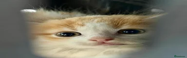 Kitten 2