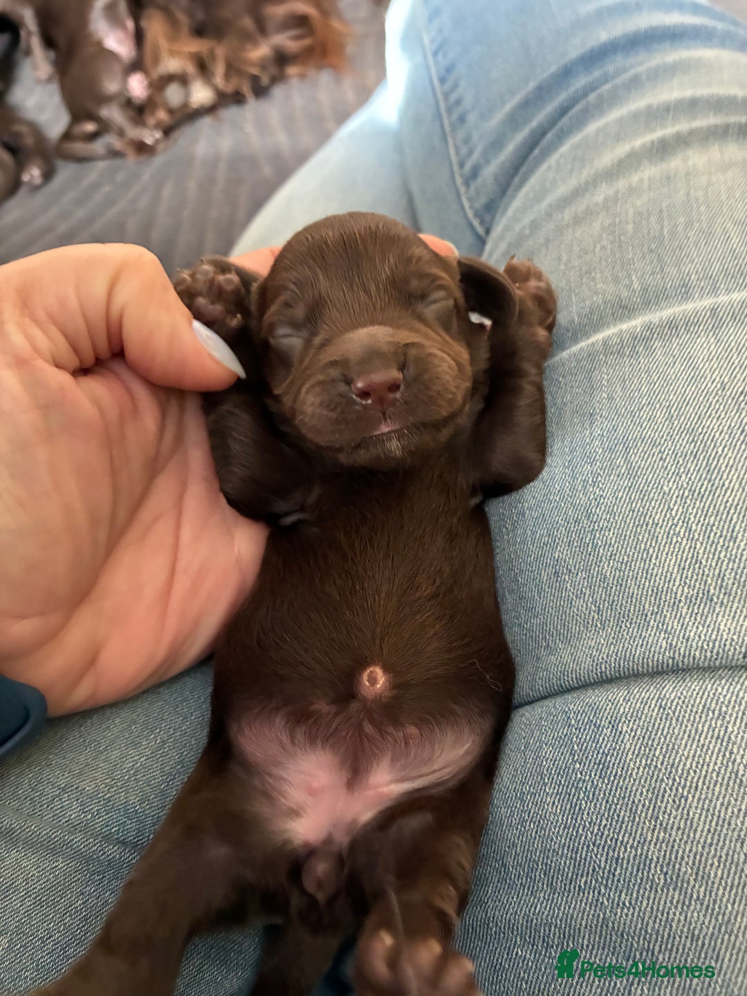 Cocker Spaniel dogs for sale: Beautiful, family cocker spaniels available - Image 16