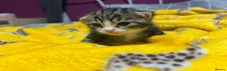 Mixed Breed cats for sale: 2 mixed breed kittens  in Basingstoke - Advert 9