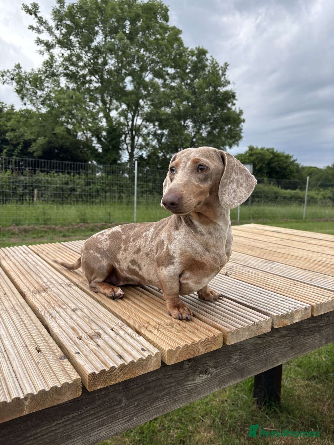 Miniature Dachshund dogs for sale: 🐾 Miniature Dachshund Puppies 🐾 - Image 2