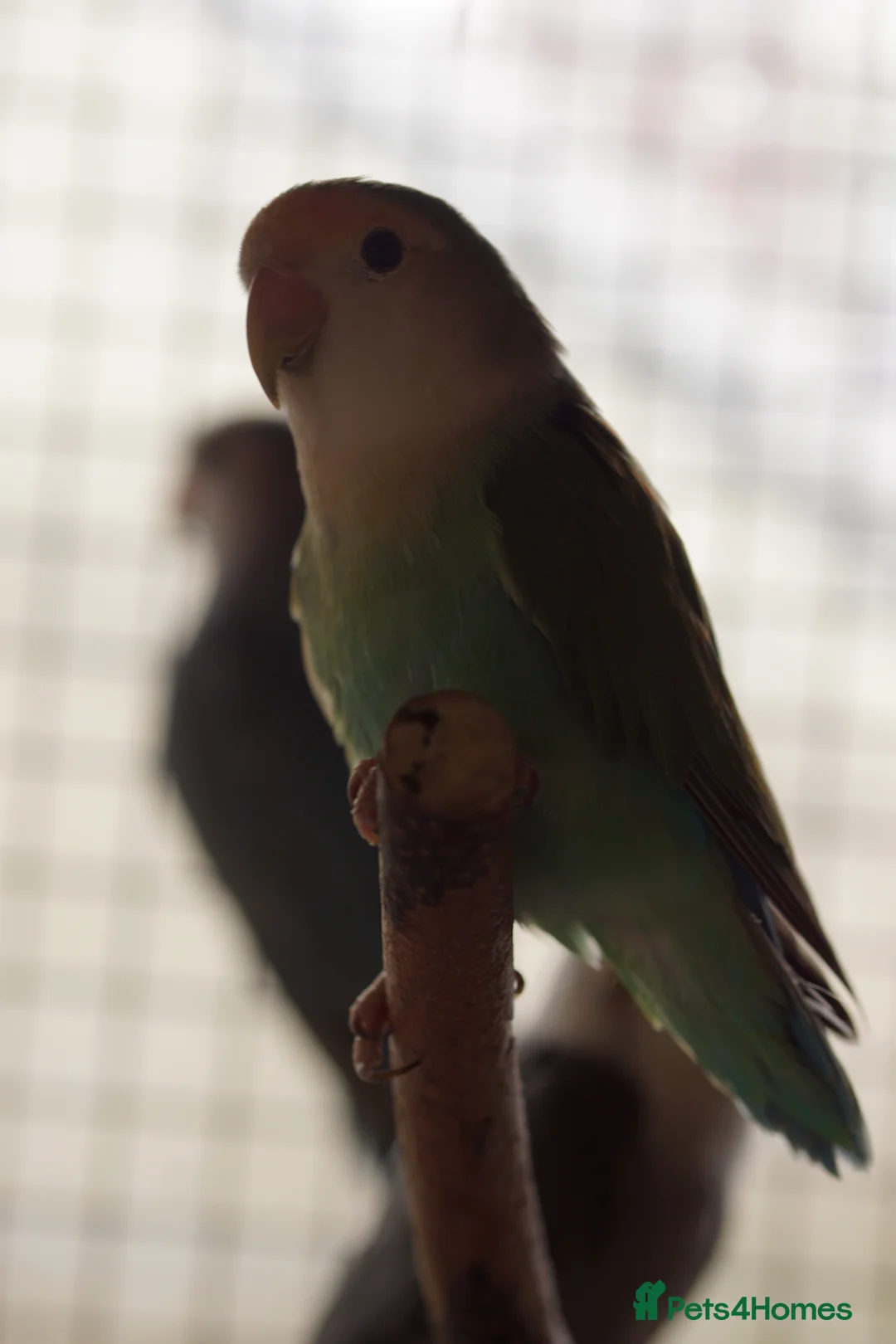 Lovebirds birds for sale: Young Love Birds  - Advert 2