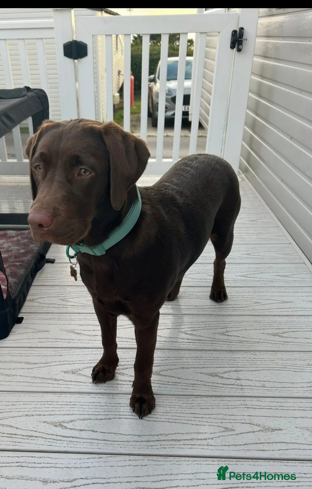 Labrador Retriever dogs for stud: KC REGISTERED LABRADOR STUD  - Advert 9