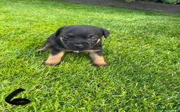 Border Terrier dogs for sale: Border Terrier Puppies  - Image 20