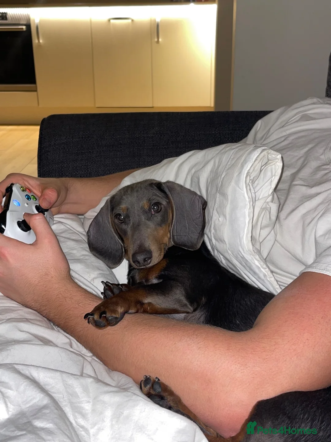Miniature Dachshund dogs for sale: Blue and Tan Minature Dachshund  - Advert 2