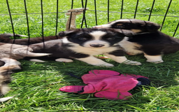 Border Collie dogs for sale: Border collie pups 6 weeks old  - Image 3