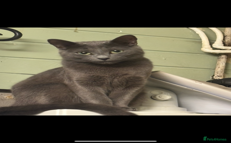 Russian Blue cats - Advert 11
