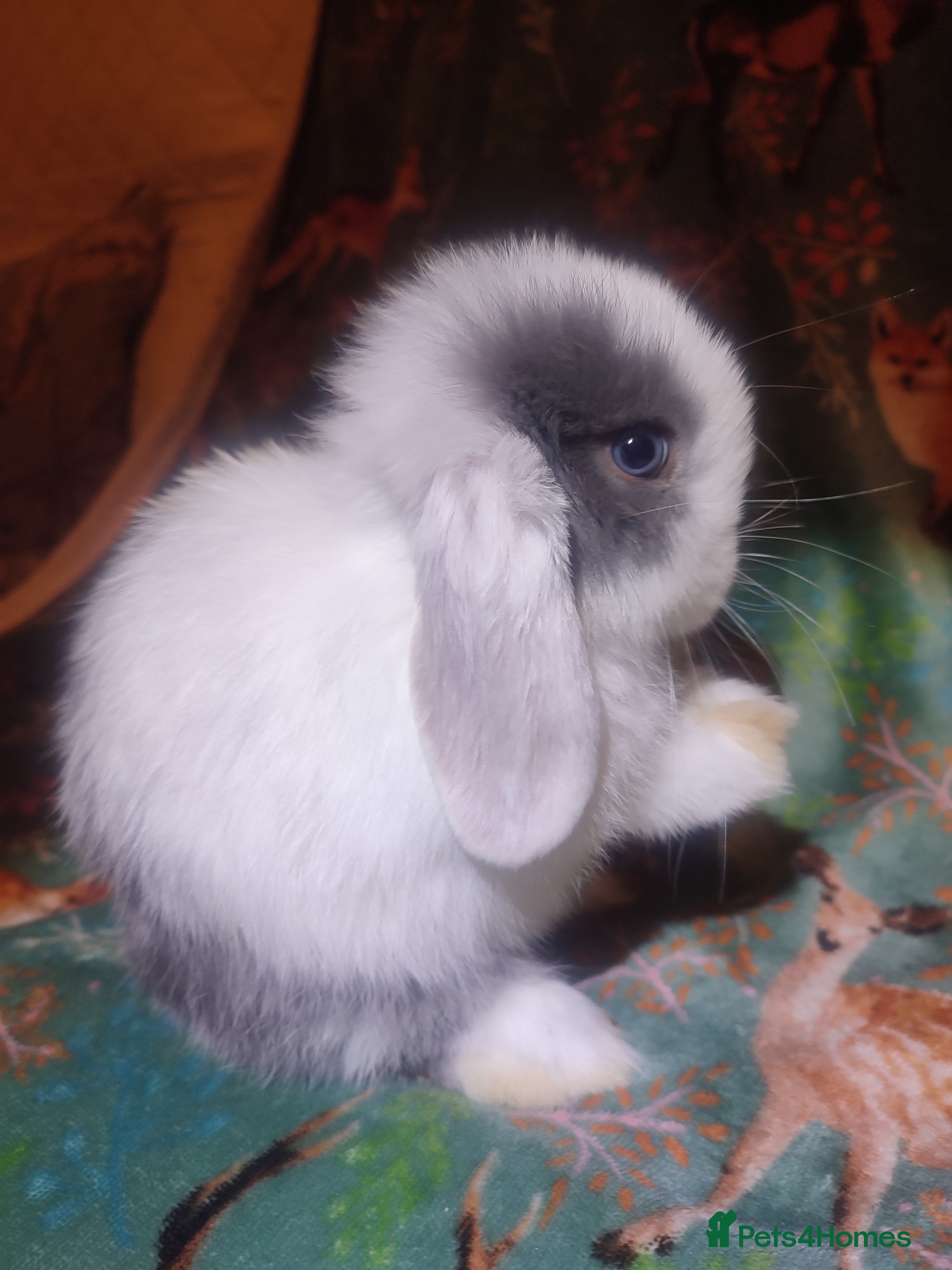 Mini Lop rabbits Baby mini lops - Advert 5