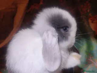 Mini Lop rabbits Baby mini lops - Advert 5