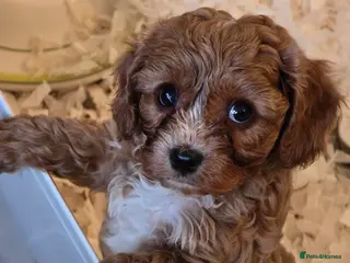 Cavapoo dogs Gorgeous f1 fox Red cavapoo pups - Advert 1