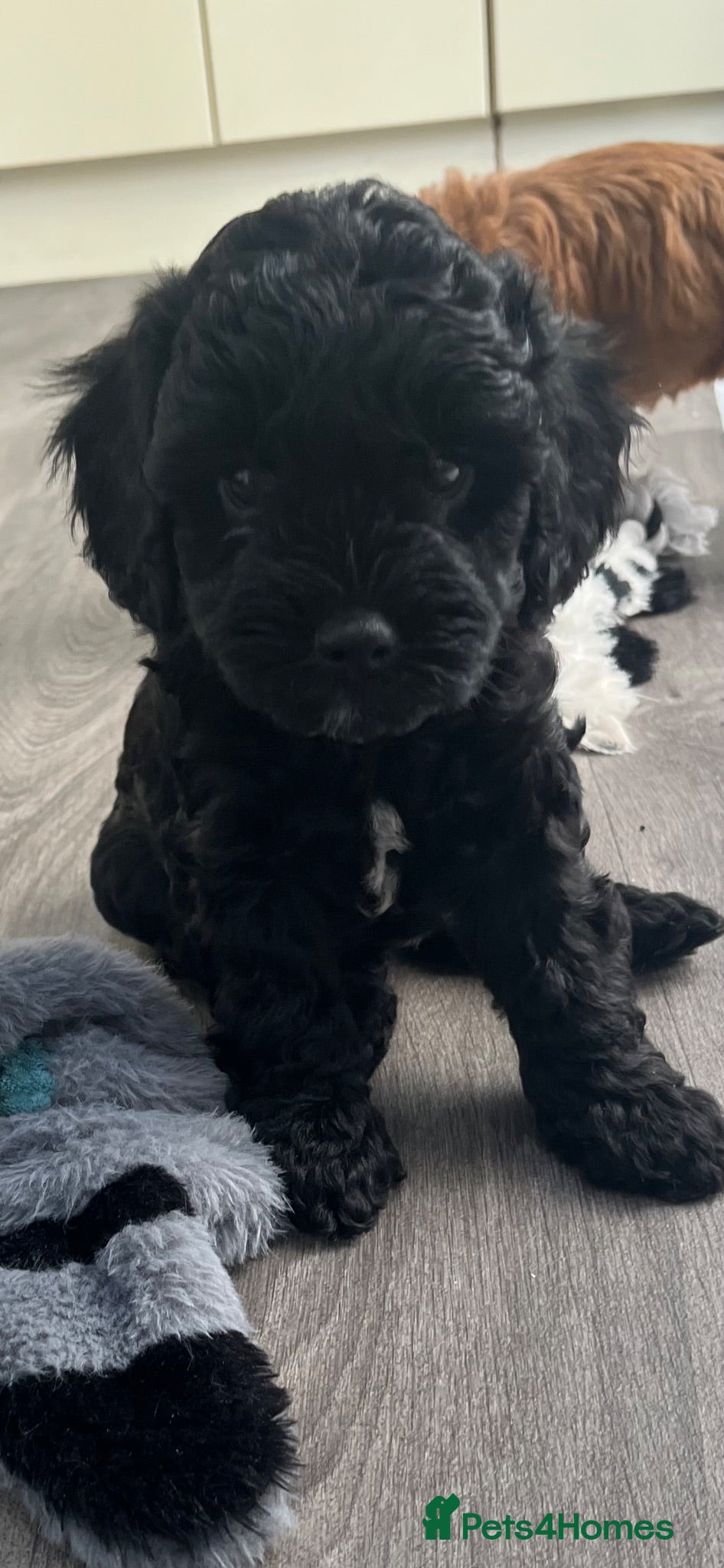 Cavapoo dogs Stunning F1bCavapoo pups Available for Loving Home - Advert 2