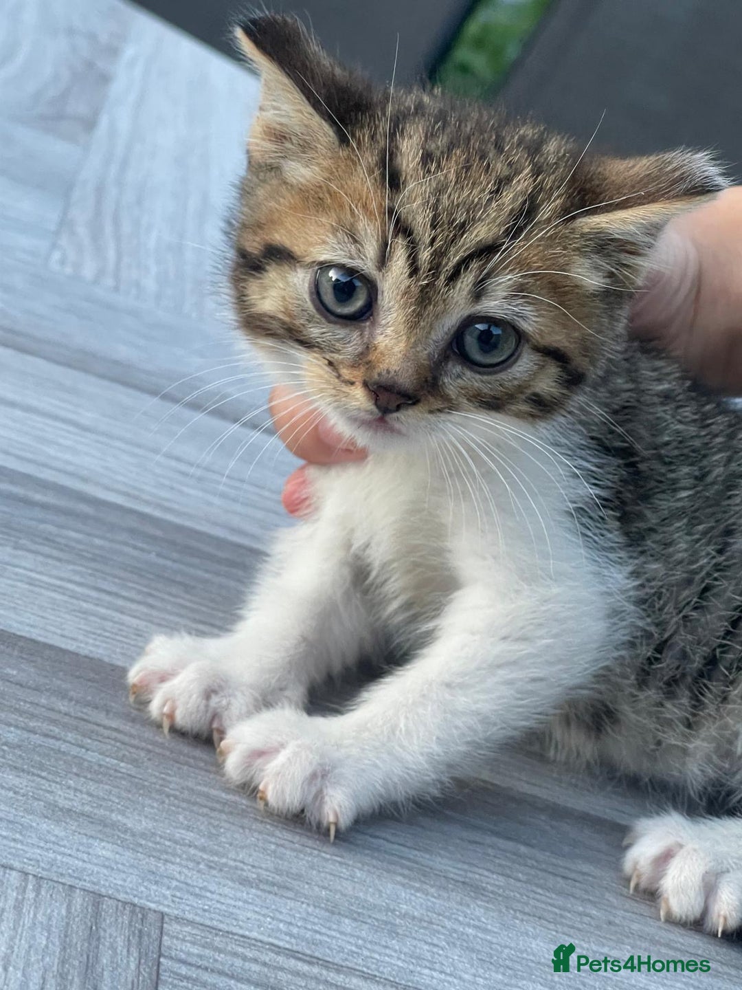 British Shorthair cats for sale: Beautiful BSH Kittens  - Image 1