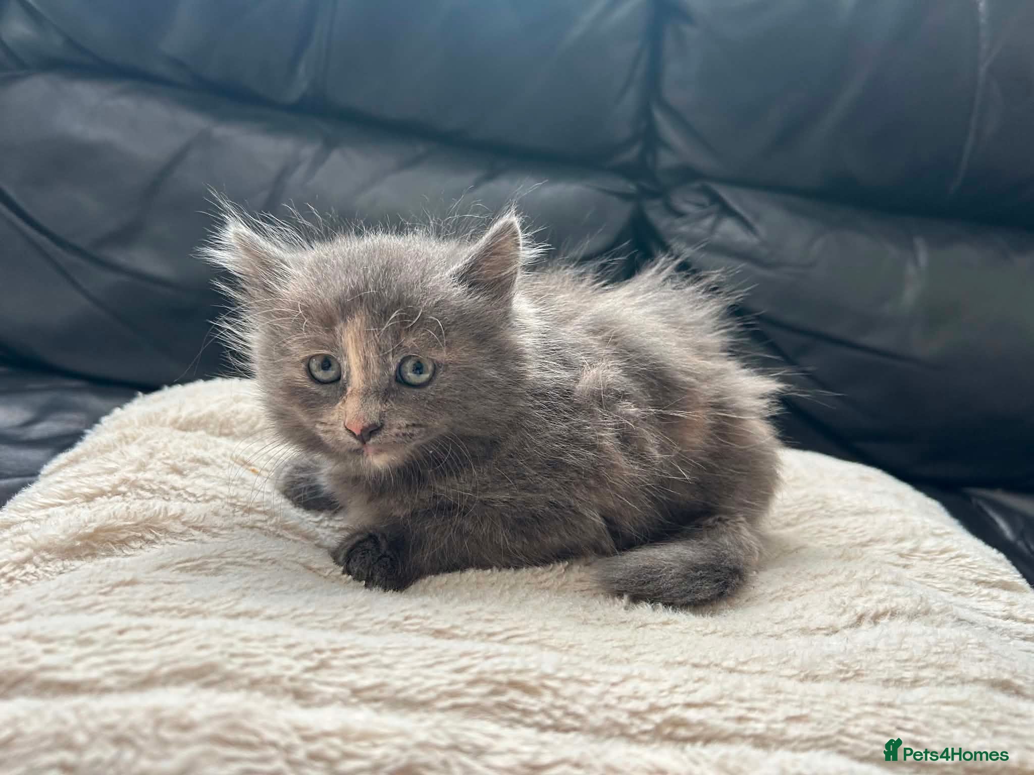 Russian Blue cats Russiqn blue female kitten  - Advert 4
