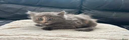 Russian Blue cats for sale: Russiqn blue female kitten  - Advert 1