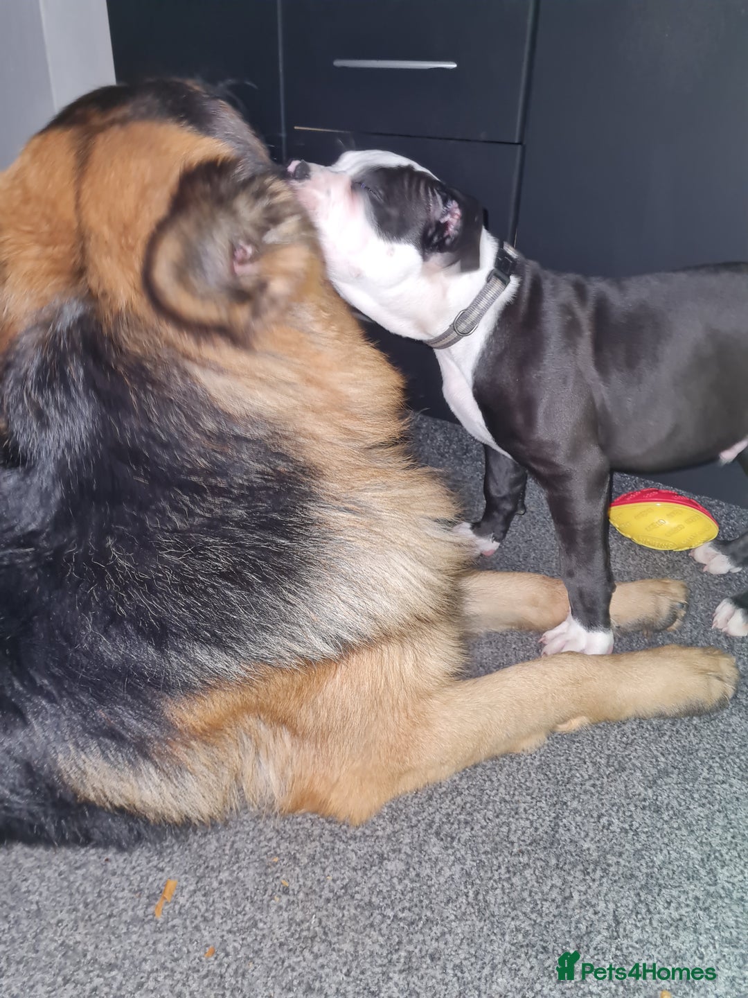 Mixed Breed dogs for sale: 15 week old old english bulldog x America buldogl - Advert 2