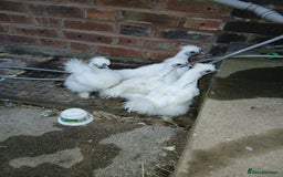 Chickens poultry for sale: Beautiful white silkie chicks  - Image 1