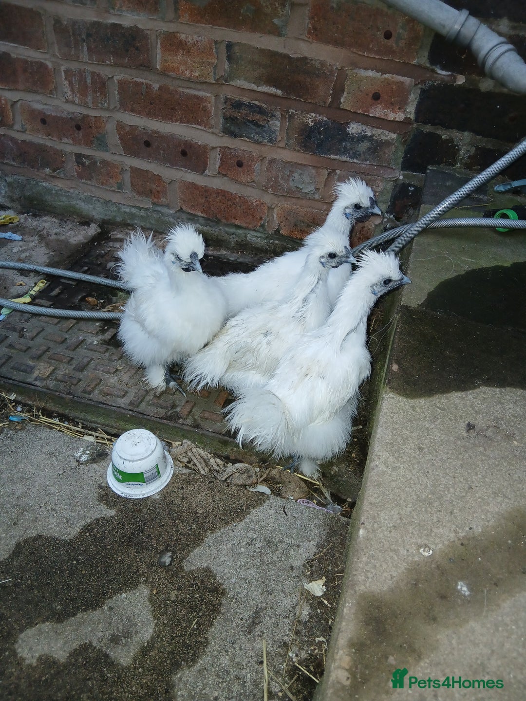 Chickens poultry for sale: Beautiful white silkie chicks  - Image 1