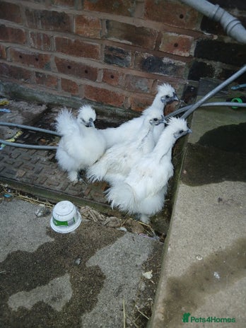 Chickens poultry - Advert 12