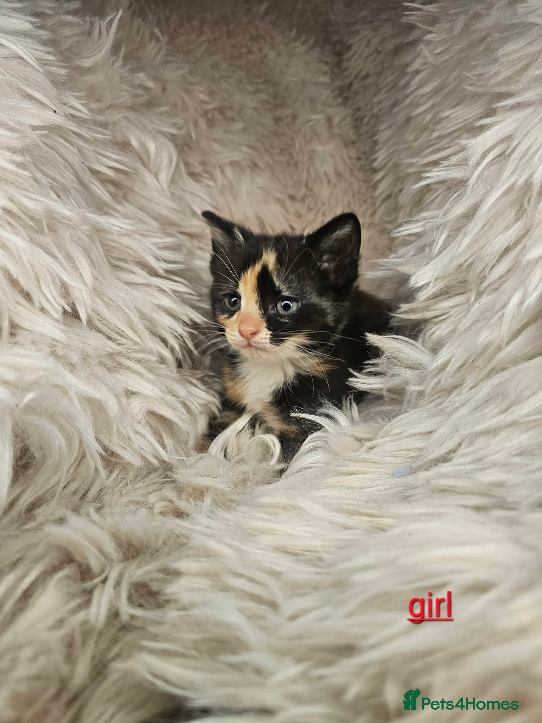 Mixed Breed cats for sale: 5 very beautiful kittens  - Advert 9