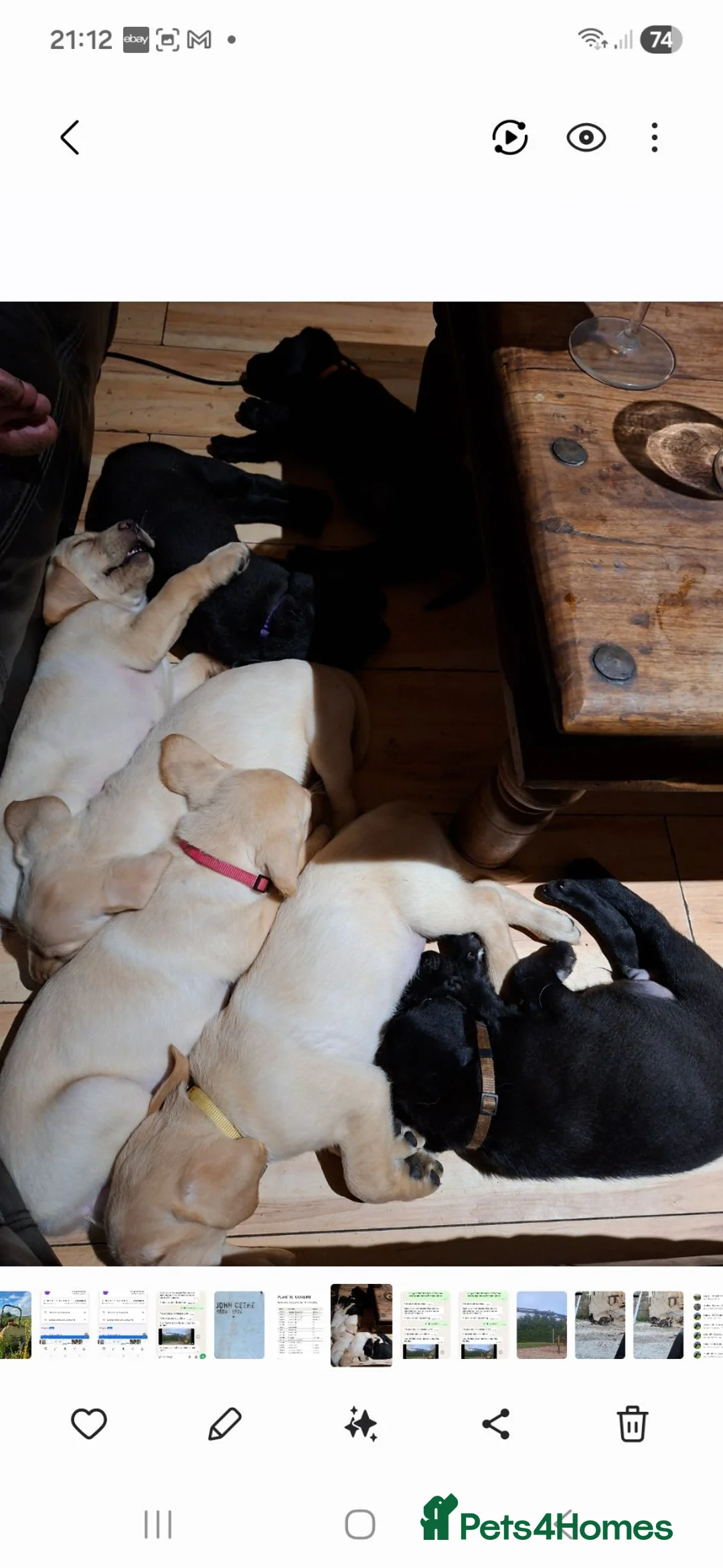 Labrador Retriever dogs for sale: Labrador puppies  in Chesterfield - Advert 2