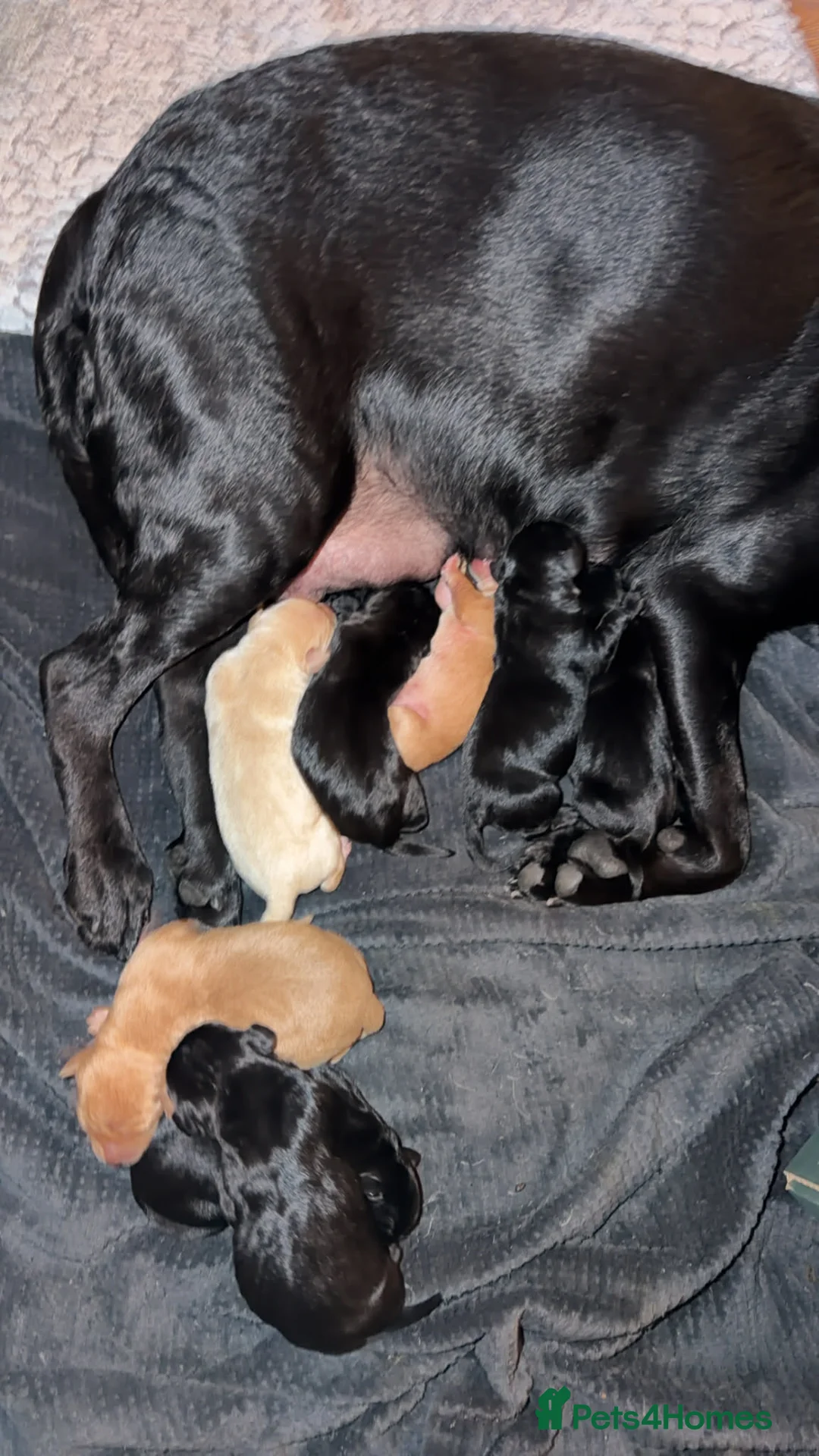Labrador Retriever dogs for sale: Labrador pups  - Advert 8
