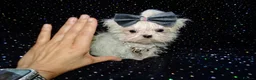 Maltese dogs for sale: ****Exquisite KC Registered Maltese Boy Puppy****  - Advert 19
