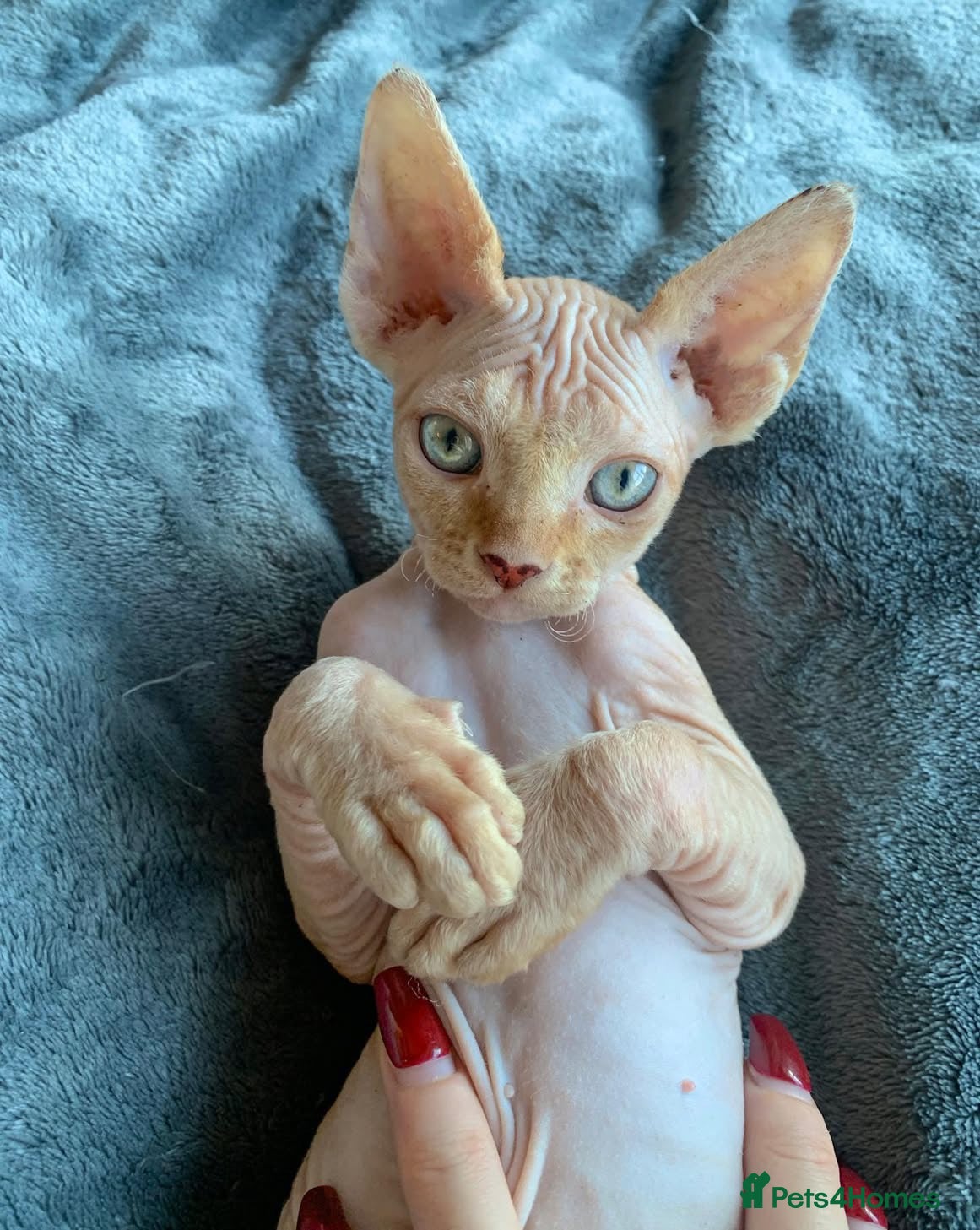 Sphynx cats Champion sphynx litter due soon  - Advert 1