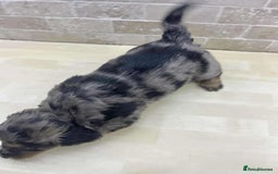 Dachshund dogs for sale: Miniature Dachshund puppies - Image 5