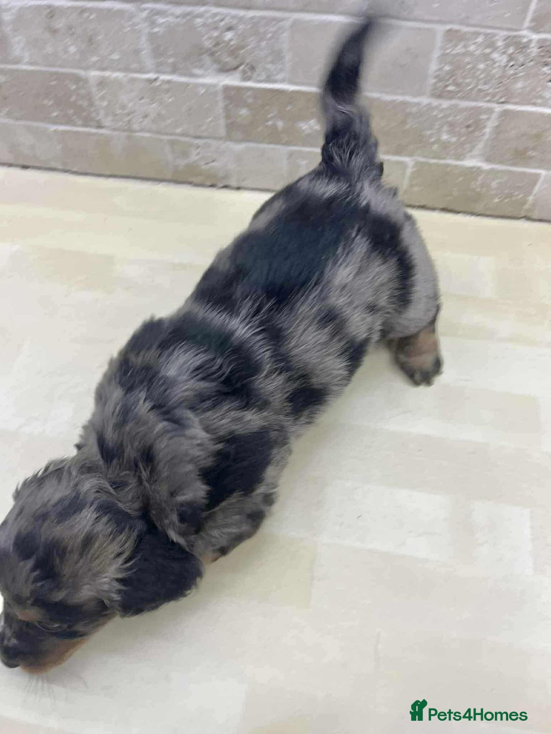 Dachshund dogs for sale: Miniature Dachshund puppies - Image 5