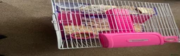Hamster rodents for sale: Roborovski Dwarf Hamster  in Stockton-on-Tees - Advert 2