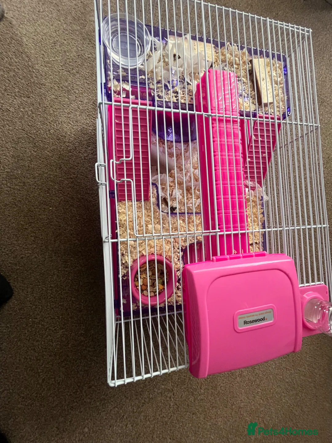 Hamster rodents for sale: Roborovski Dwarf Hamster  in Stockton-on-Tees - Advert 2