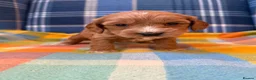 Cockapoo dogs for sale: 🧡💛💚Stunning Cockapoo Puppies - Ready 25th May - Advert 8