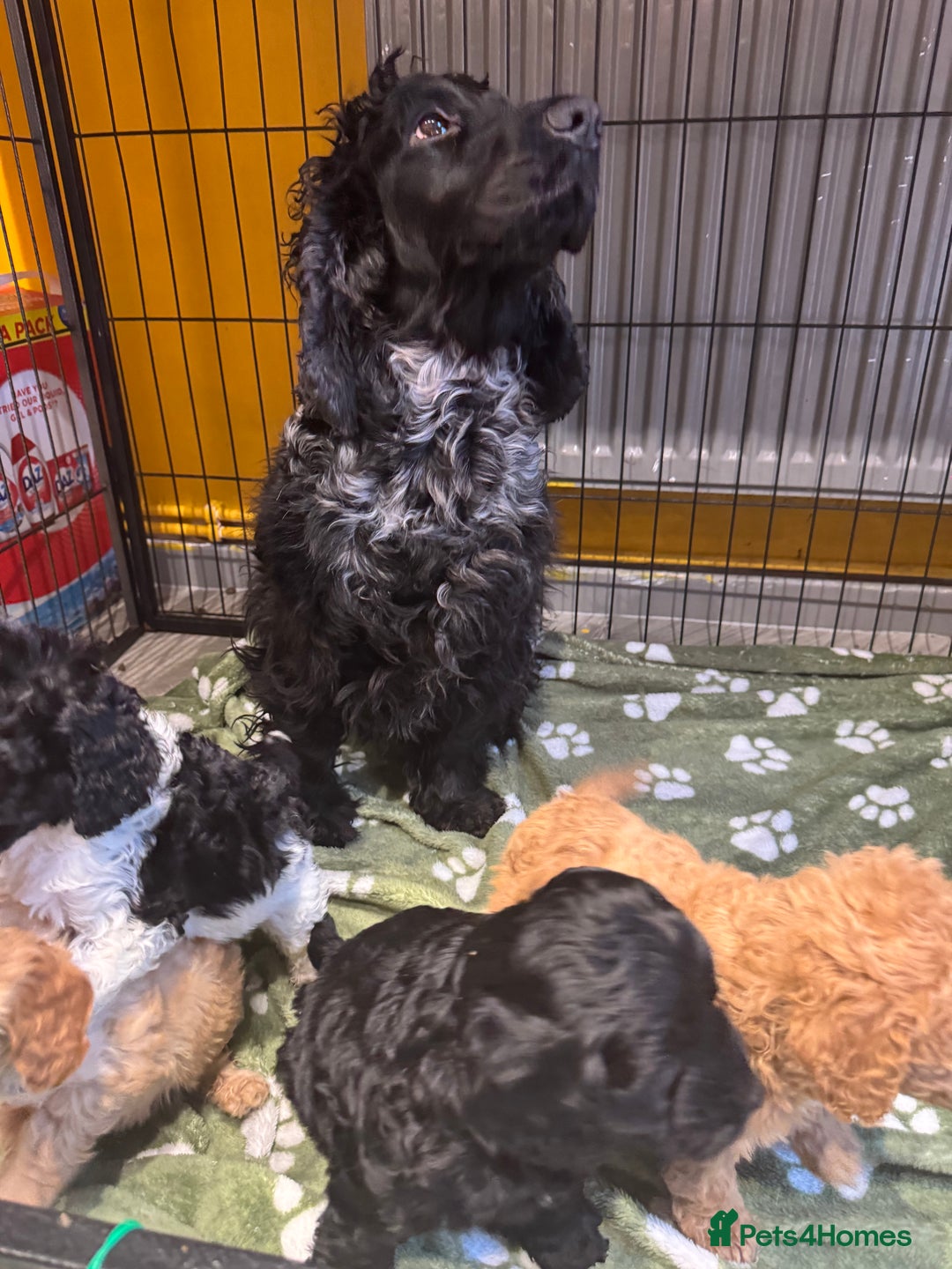 Cockapoo dogs for sale: Cockapoo puppies  - Advert 18