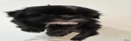 Shih Tzu dogs for sale: 6 mixed shitzu puppies  in Bridgend - Advert 12