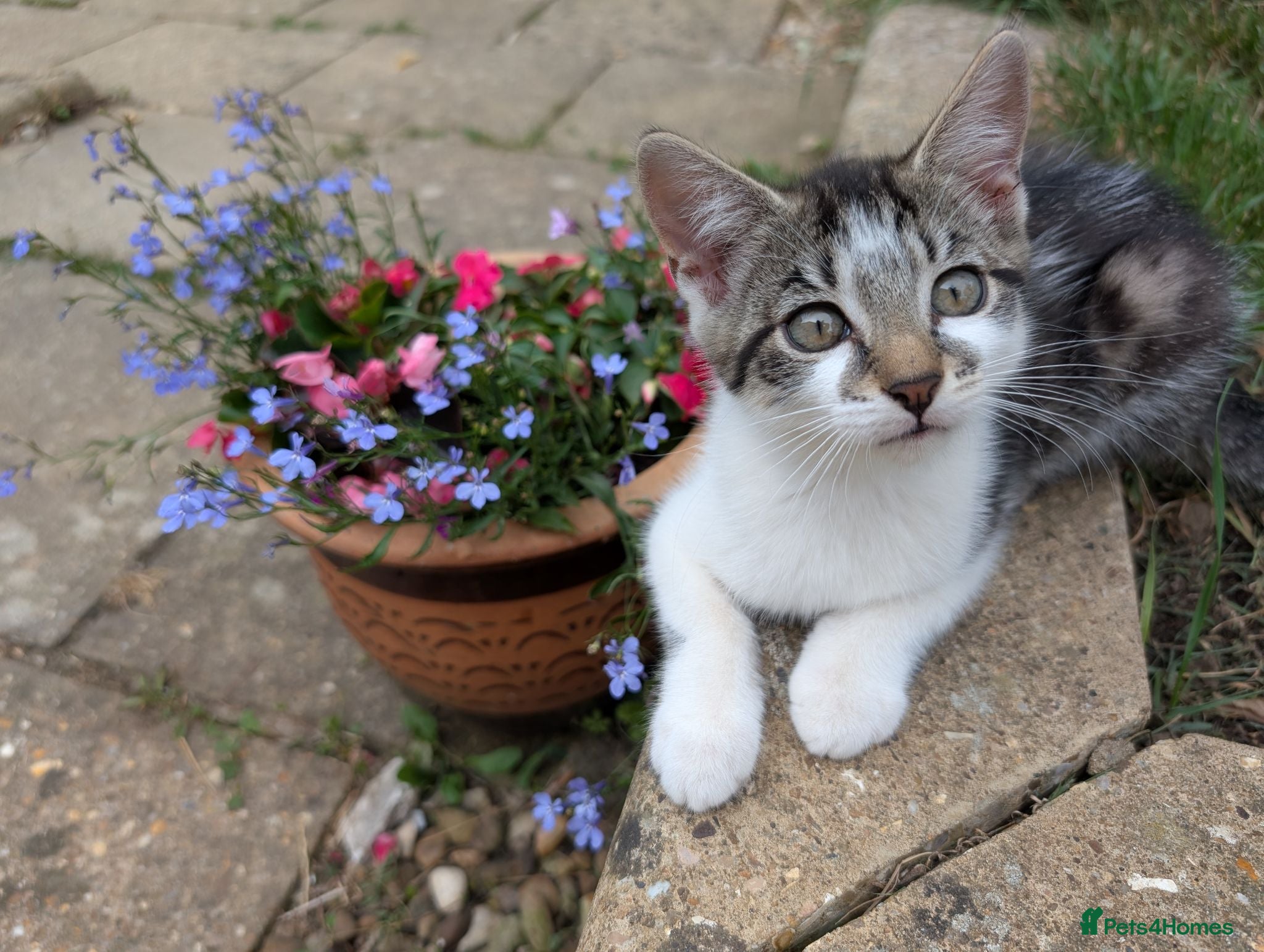 Mixed Breed cats Beautiful kittens - one tabby and white girl left - Advert 1