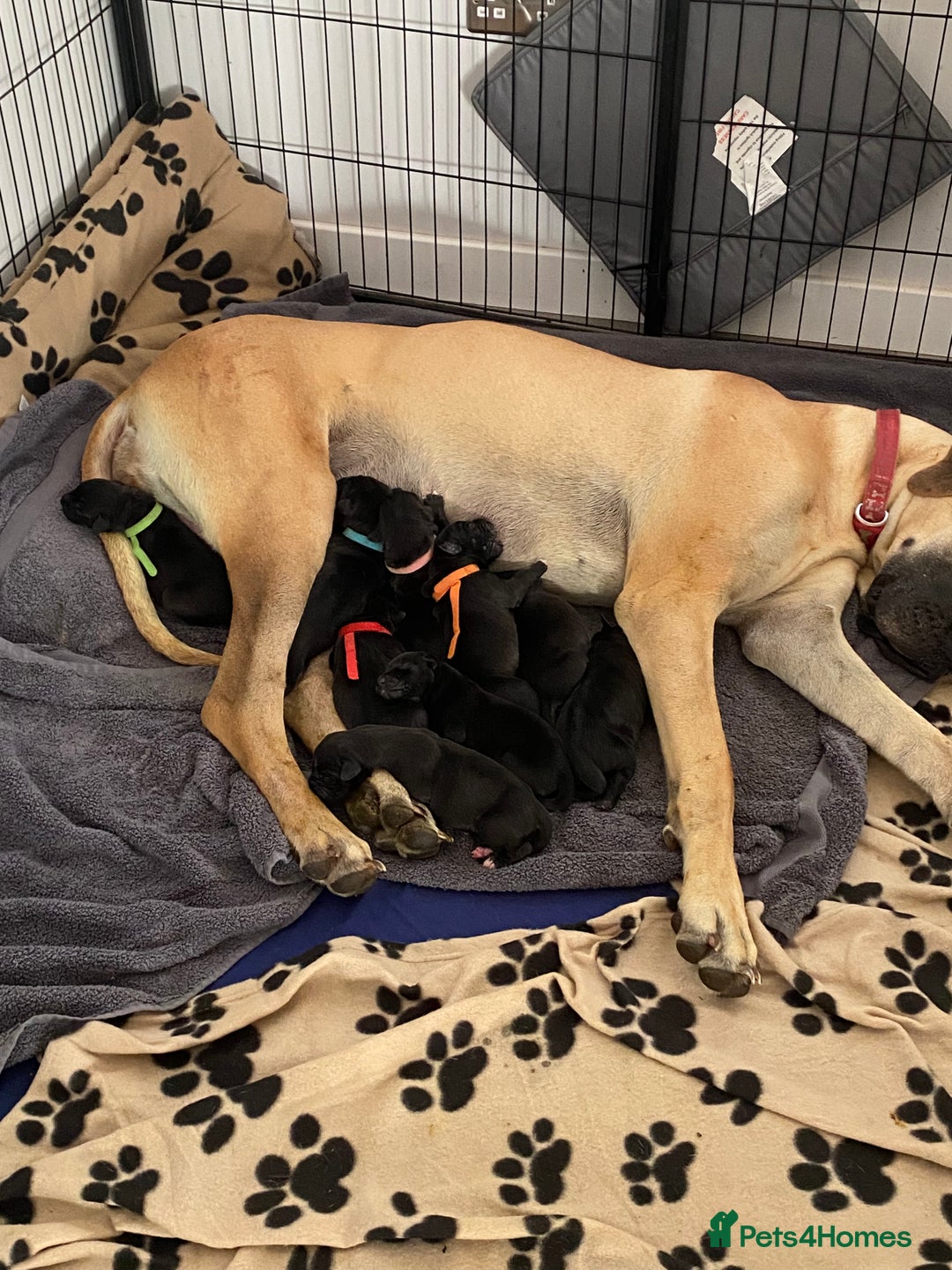 Great Dane dogs for sale: Stunning litter of 9 Great Danes  - Image 1