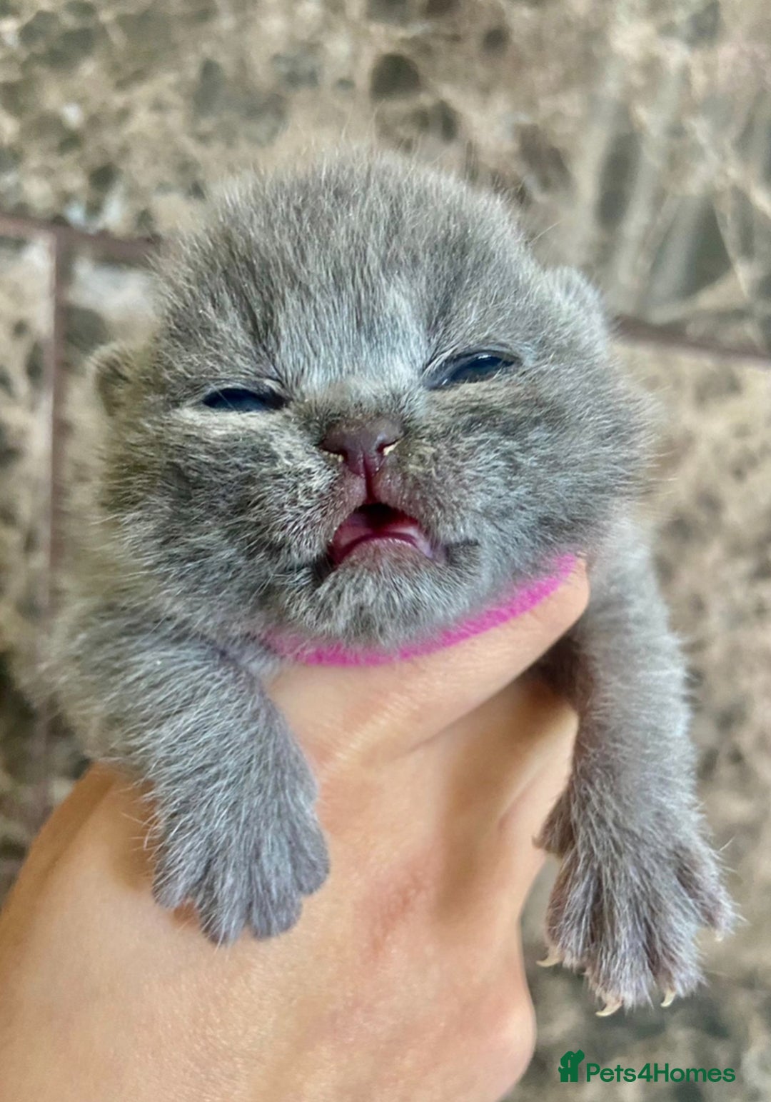 British Shorthair cats for sale: BRITISH SHORTHAIR KITTENS!!! 🐾🐾😻😻 - Advert 3