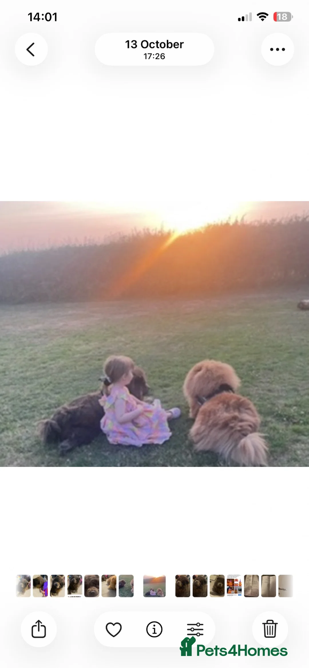 Chow Chow dogs for sale: Aria chow chow  in Birkenhead - Advert 3