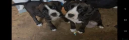 Mixed Breed dogs for sale: ADORABLE Boxer x puppies - Advert 8